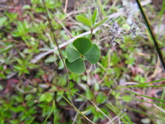 Marsilea macropoda