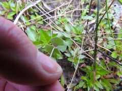 Marsilea macropoda