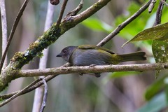 Chlorospingus semifuscus