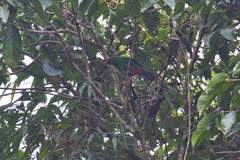 Chlorornis riefferii