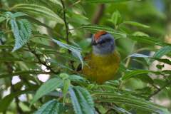 Myiothlypis coronata
