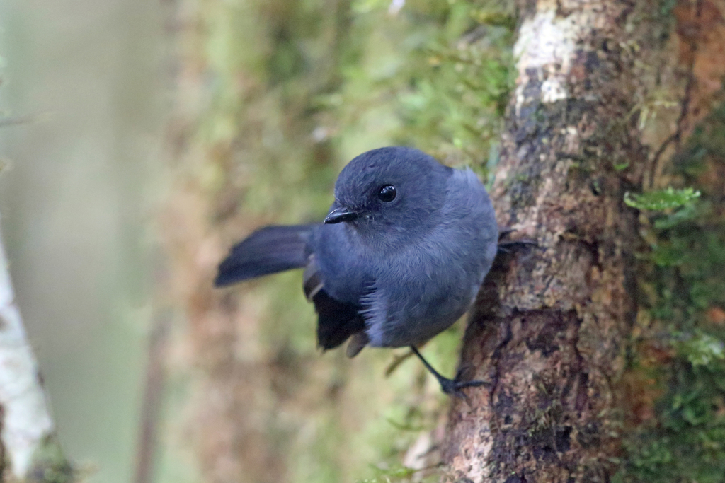 Blue-gray Robin photo