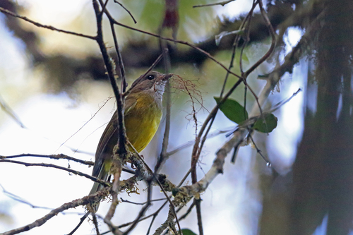Pachycephala meyeri