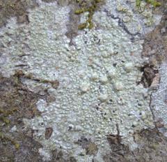 Pertusaria texana