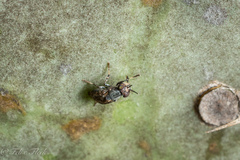 Stictomyia longicornis