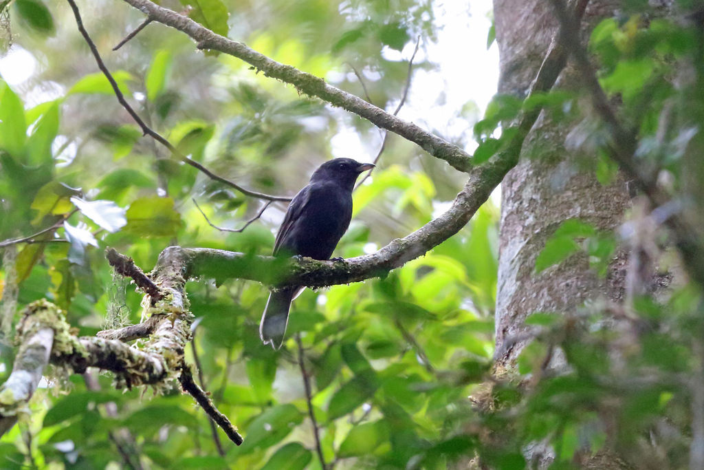 Black Pitohui photo