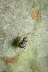 Stictomyia longicornis