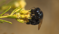 Xylocopa splendidula