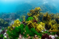 Parma alboscapularis