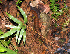 White-Striped Cape Skink photo 3