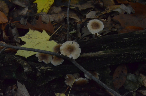 Mycena inclinata