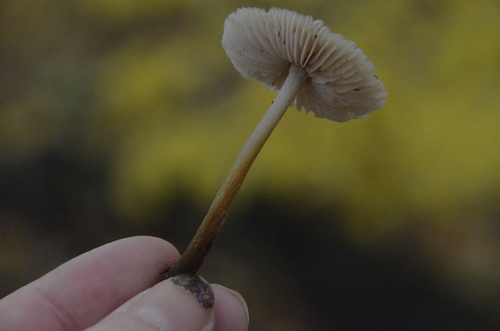 Mycena inclinata (Photo 4 of 6)