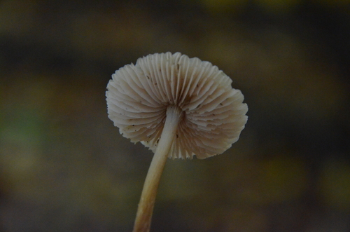 Mycena inclinata (Photo 6 of 6)