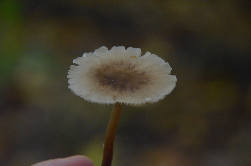 Mycena inclinata (Photo 5 of 6)