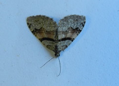 Xanthorhoe packardata