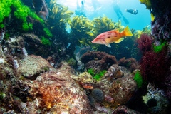 Bodianus unimaculatus