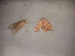 Pityeja histrionaria