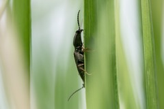 Corymbitodes tarsalis