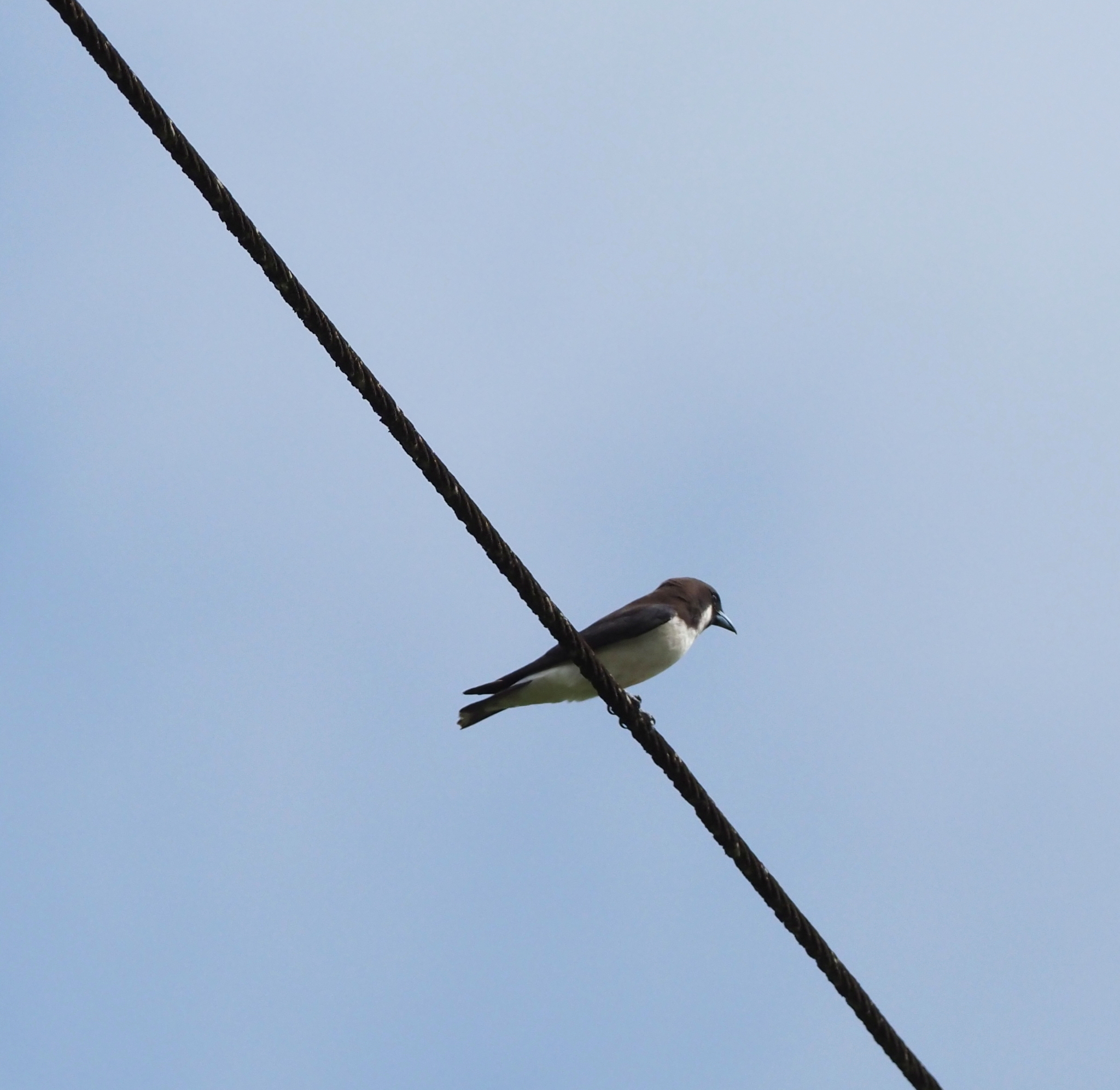 Fiji Woodswallow illustration