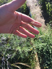 Nassella lepida