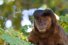 Sapajus nigritus
