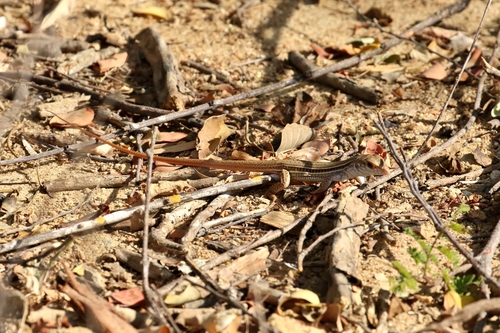 Khaki Ameiva, Ameiva bifrontata