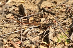 Ameiva bifrontata