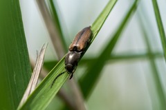 Corymbitodes tarsalis
