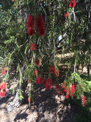 Melaleuca comboynensis