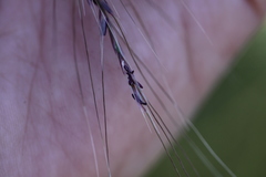 Nassella lepida