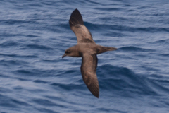 Pterodroma macroptera