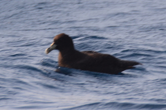 Procellaria