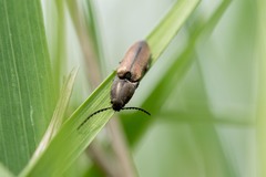 Corymbitodes tarsalis