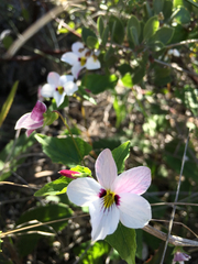Viola ocellata