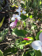 Viola ocellata