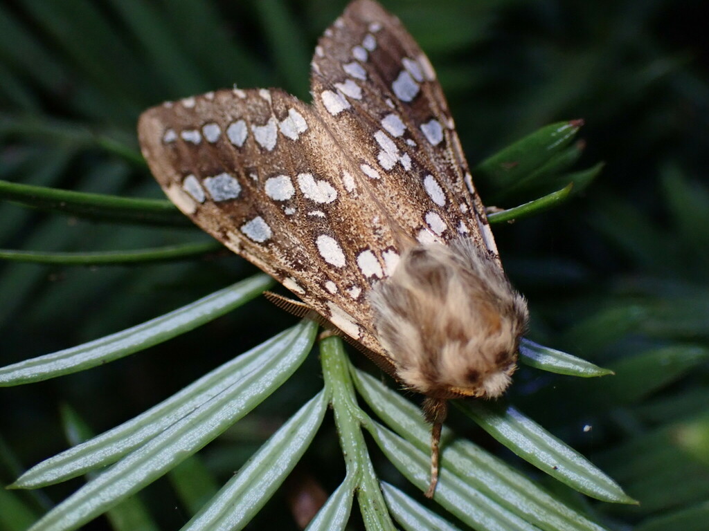 silverspotted tiger moth