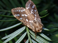 Silver-spotted Tiger Moth