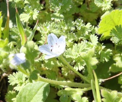 Nemophila menziesii