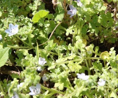 Nemophila menziesii