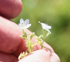 Nemophila menziesii