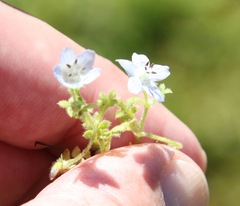 Nemophila menziesii