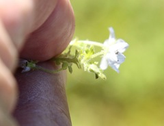 Nemophila menziesii