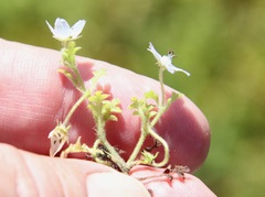 Nemophila menziesii