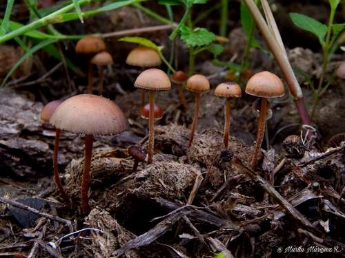 dung-loving Deconica