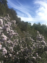 Ceanothus cuneatus ramulosus