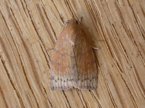 Austrocarea iocephala (Turner, 1902)