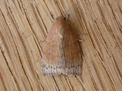 Austrocarea iocephala