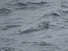 Synthliboramphus antiquus