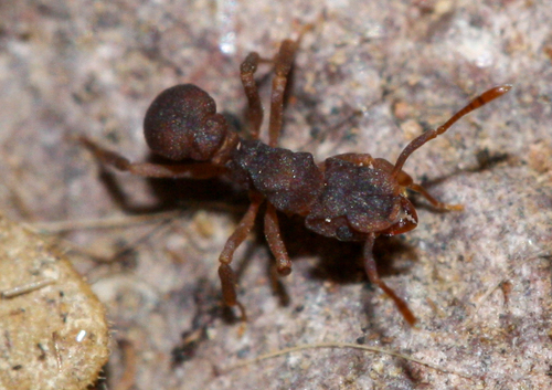 Cyphomyrmex flavidus photo 3
