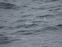 Synthliboramphus antiquus